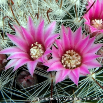 5949 valentino Valentino Vallicelli