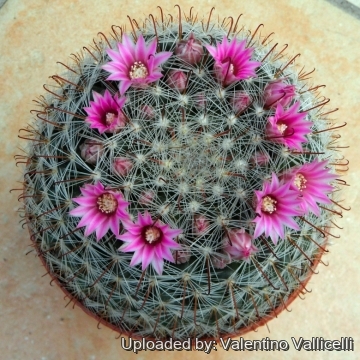 5950 valentino Valentino Vallicelli