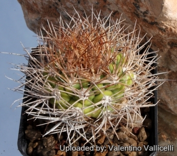 6063 valentino Valentino Vallicelli