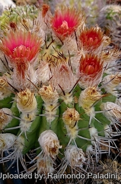 26944 RapCactus Raimondo Paladini
