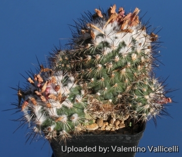 15236 valentino Valentino Vallicelli