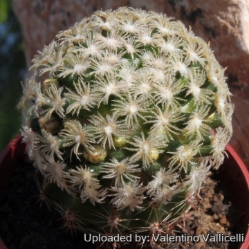 6827 valentino Valentino Vallicelli