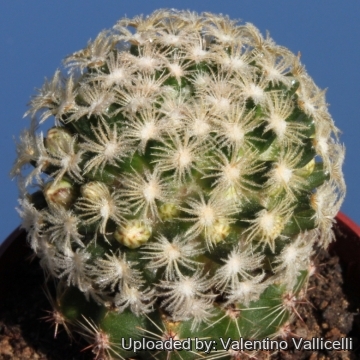 7213 valentino Valentino Vallicelli