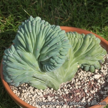 17172 valentino Valentino Vallicelli