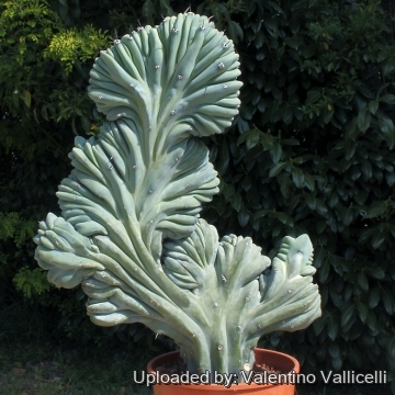 6155 valentino Valentino Vallicelli