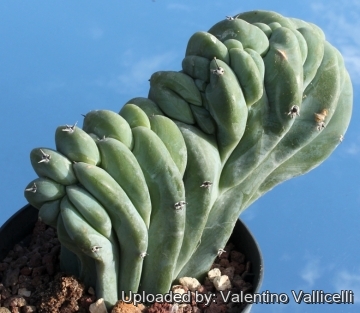 6156 valentino Valentino Vallicelli