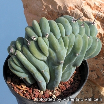 6157 valentino Valentino Vallicelli