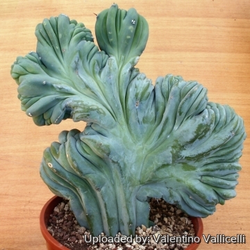 6158 valentino Valentino Vallicelli