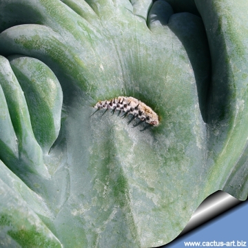 6161 cactus-art Cactus Art