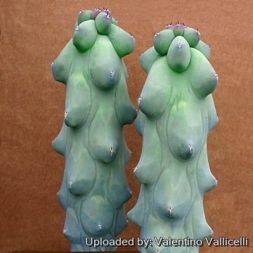 11821 valentino Valentino Vallicelli