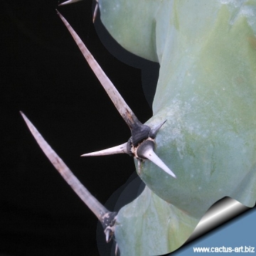 11824 cactus-art Cactus Art