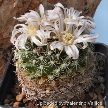 6236 valentino Valentino Vallicelli