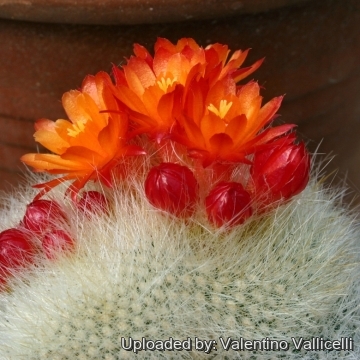 11702 valentino Valentino Vallicelli