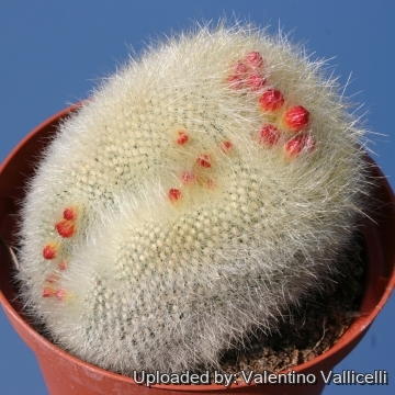 11704 valentino Valentino Vallicelli