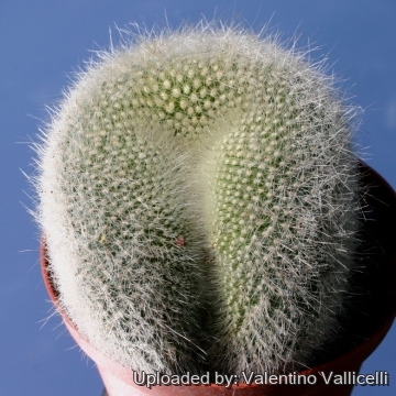 11705 valentino Valentino Vallicelli