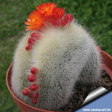 11706 cactus-art Cactus Art