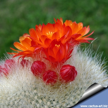 11707 cactus-art Cactus Art