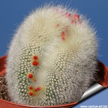 11708 cactus-art Cactus Art