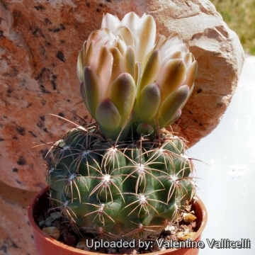 6444 valentino Valentino Vallicelli