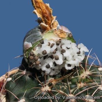 7766 valentino Valentino Vallicelli