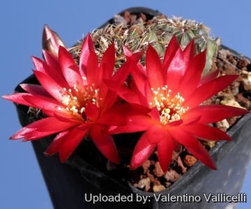 6462 valentino Valentino Vallicelli