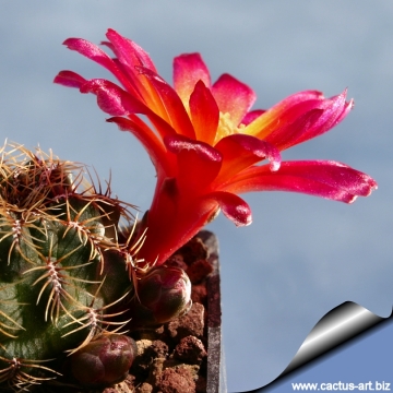 6466 cactus-art Cactus Art
