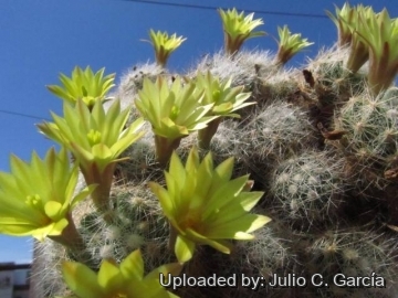 21561 julio Julio C. García