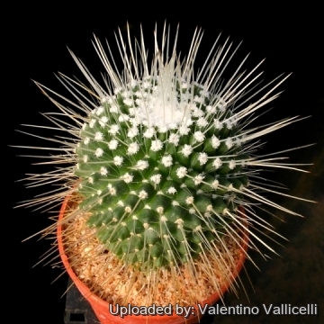 11972 valentino Valentino Vallicelli