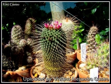 21575 viviana Viviana Alejandra Castro