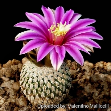 9683 valentino Valentino Vallicelli