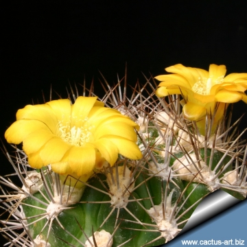 9550 cactus-art Cactus Art
