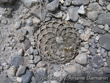 28923 amante Amante Darmanin