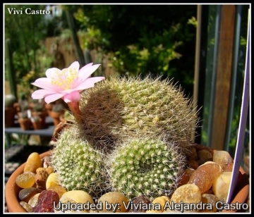 21586 viviana Viviana Alejandra Castro