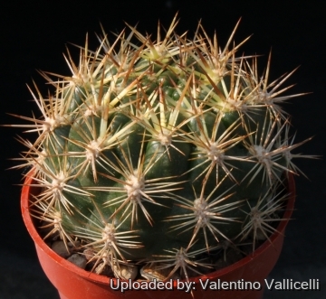 6616 valentino Valentino Vallicelli