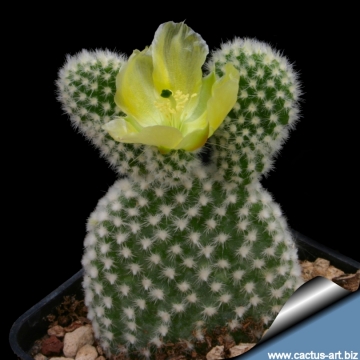 6630 cactus-art Cactus Art