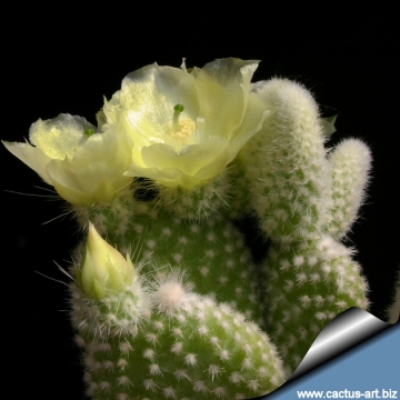 6631 cactus-art Cactus Art
