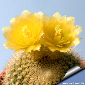 6972 cactus-art Cactus Art