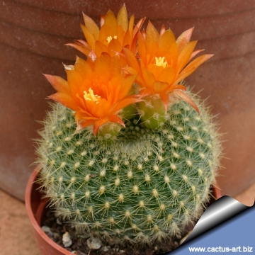 6783 cactus-art Cactus Art