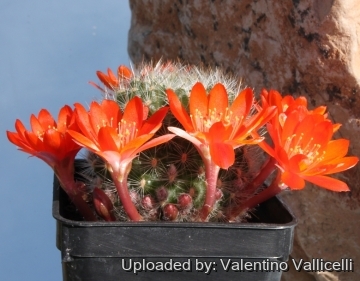 7047 valentino Valentino Vallicelli