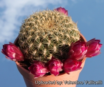 7095 valentino Valentino Vallicelli