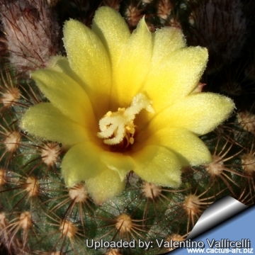 7111 valentino Valentino Vallicelli