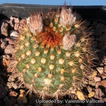 7112 valentino Valentino Vallicelli