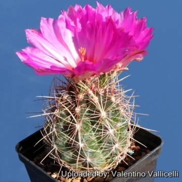 10454 valentino Valentino Vallicelli