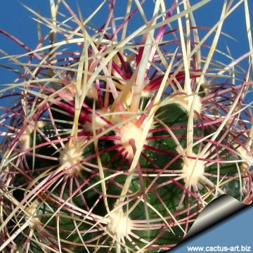 10456 cactus-art Cactus Art