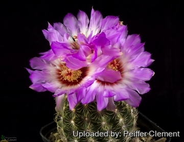 29687 cpif Peiffer Clement