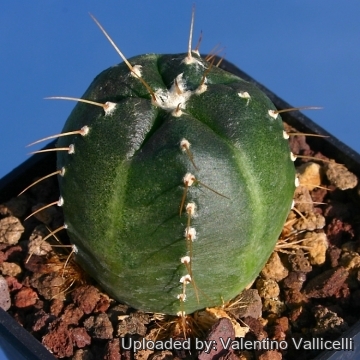 6571 valentino Valentino Vallicelli