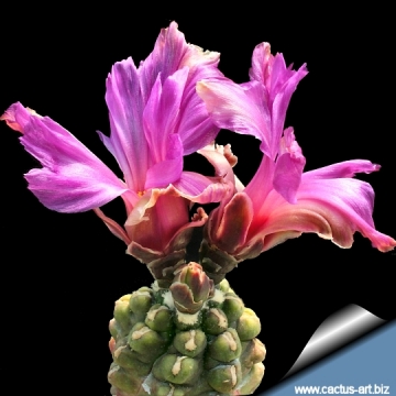 10463 cactus-art Cactus Art