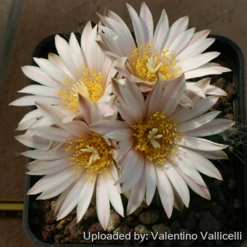 4361 valentino Valentino Vallicelli