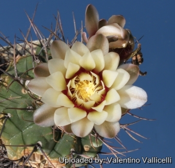 7246 valentino Valentino Vallicelli