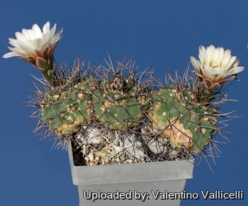 7247 valentino Valentino Vallicelli